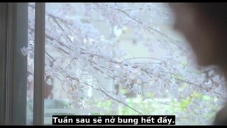 Tình yêu như cánh hoa rơi Full Movie [Sub Việt]