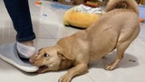 [Pecinta Anjing] Pemilik anjing jangan pakai sandal di rumah