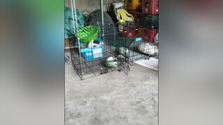 Bo thông minh ko ạ? cunyeucuadua yeucho yeuchomeo cún cúncon chó chómèo chócon chókhôn yeuchomeo chócute pet dog dogsoftiktok