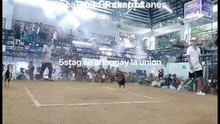 5stag sa aringay la union
