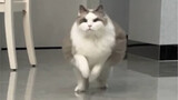 Seekor anak kucing seberat 20 pon yang remnya blong karena terlalu berat