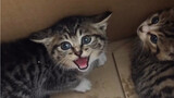 Lưu ý khi nuôi mèo: Những thay đổi khi nhận nuôi một chú mèo mướp siêu hung dữ sau 3 tháng!