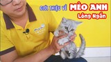 Giới thiệu cách nuôi Mèo Anh Lông Ngắn