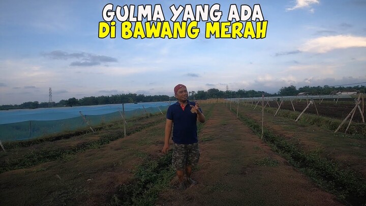 Gulma Atau Tanaman Pengganggu Pada Bawang Merah