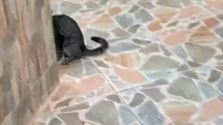 🐱:udah kagak tahan yang kecil pun jadi