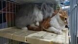 Animal | A Rabbit And A Cat Stay In A Cage