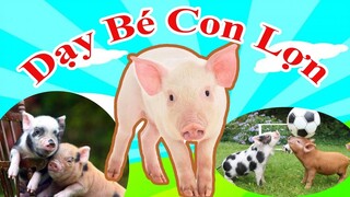 Dạy bé con lợn | Dạy bé học nói tên động vật | Baby learns about pig | PingTV