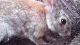 [Animals]The mother rabbit buried the little rabbit in the ground