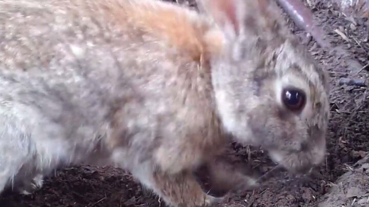 [Hewan]Induk kelinci mengubur kelinci kecil di tanah