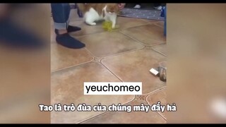 không sống nổi với cái sự tấu hề này🤣