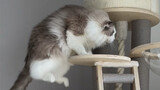 The 20-pound ragdoll cat’s noisy landing action
