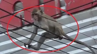 [Animal] A monkey jumps on the high voltage cables and catches fire