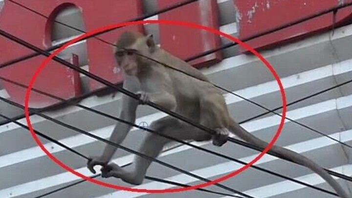 [Hewan]Monyet Nakal yang Bermain di Kabel Listrik Tegangan Tinggi
