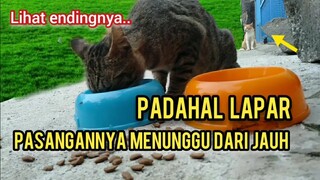 Kisah Kucing Sedih Jalanan Pasanganya Malah Menunggu Dari Jauh Padahal Dia Lapar..!