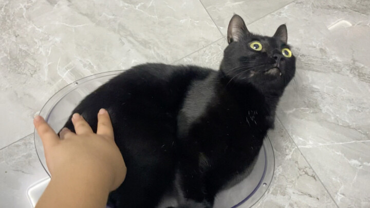 Black cat spins for one minute