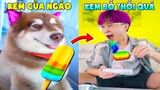 Thú Cưng Vlog | Ngáo Husky Troll Bố #20 | Chó husky thông minh vui nhộn | Smart dog funny pets