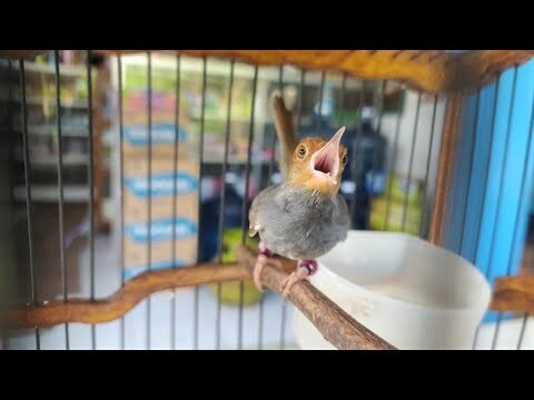 Suara Ngalun Prenjak Kepala Merah Jernih Bagus Untuk Di Jadikan Masteran