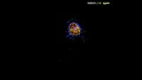Timelapse of cancer cell undergoing apoptosis