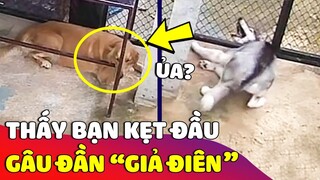 Thấy bạn chó Husky 'BỊ KẸT ĐẦU', chú gâu đần vẫn bình tĩnh và 'SỰ THẬT' đằng sau | Gâu Đần