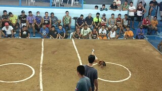 Yan ung mandaraya sa SAN MATEO COCKPET..ung nagkakaryo.. panalo na ung bolek pumabla pa...