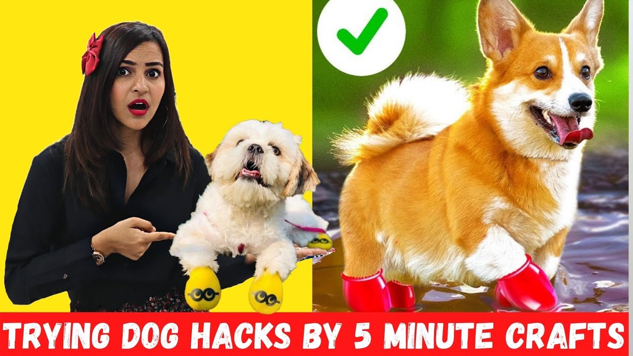 Trying Cute PET HACKS by 5 MINUTE CRAFTS to Make your Life Easier 🤣 -  Bilibili