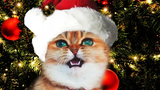แมวคริสต์มาสตลกร้องเพลง Deck the Halls ฟ้า ลา ลา - Jingle Cats - สุขสันต์วันคริสต์มาส