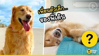 "แฟรงค์" และ "ปิ๊ปป้า" สองพี่น้องต่างสายพันธุ์ | Dog's Clip