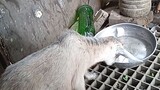 baby goat drinking water