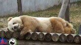Panda Besar|Tertidur