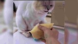 Cho mèo ăn sầu riêng và cái kết 🤣 | Yeuchomeo