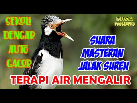 Dekatkan MAsteran/Pancingan Suara JALAK SYREN MOMPA DAN TERAPI AIR MENGALIR