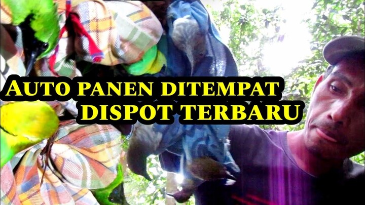Jelajahi Hutan sumatera barat ||gunung perbatasan sumbar dan sumut