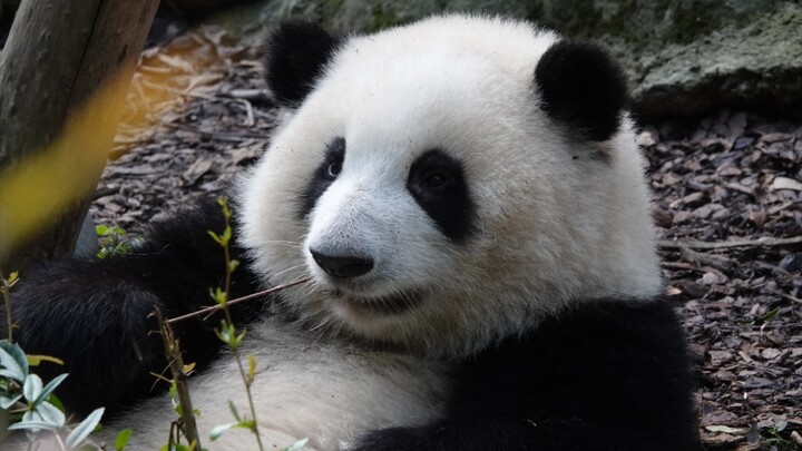 The Door Shut Before Panda Get In. Panda's Angry. Dad Brings It In