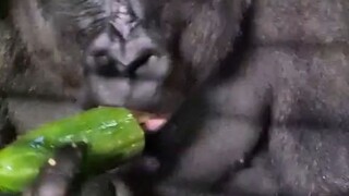 大猩猩近距离吃香蕉