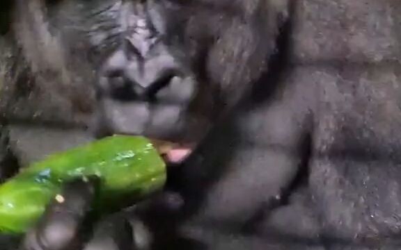Gorilla eats banana up close