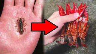 Today is the last meal for 316 crayfish fed for 7 months