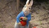 funny 🤣 rabbet