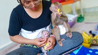 Snack Time!! Tiny adorable Luca & Yaya are happily eating a banana together in Mom's comfort