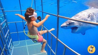 Baby Shark Doo Doo - TRY NOT TO LAUGH | Pets Kingdom