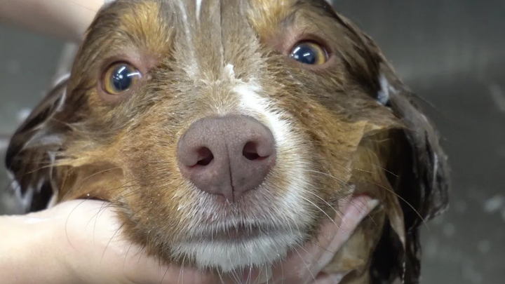 การเปลี่ยนแปลงความงาม ADORABLE Australian Shepherd