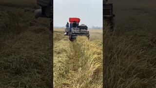 Rồi Tới Luôn l Máy Cắt Lúa KUBOTA