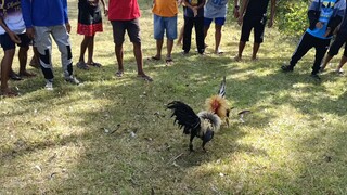 first fight ni pumpkin (WIN) gulang kalaban