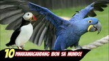 10 PINAKAMAGANDANG IBON SA BUONG MUNDO | Tenrou21