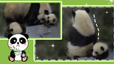 Baby panda with its mom-are they pandas or puppies?