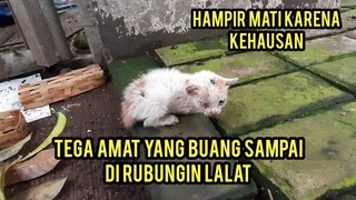 Manusia Dajal Anak Kucing Baru Melek Di Buang Hampir Mati Karena Kehausan.!