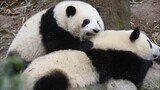 Cute Panda Brothers Hehua And Heye