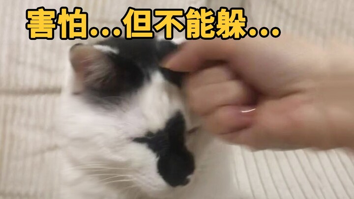 感受一下猫对你的无脑信任……