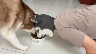 Saat Husky makan dan kita pura-pura makan makanannya, apa reaksinya?