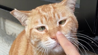 Meeting and chatting with cats in Macau