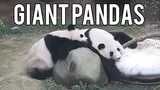 Giant Pandas - Zoo Negara, Malaysia (Xing Xing and Liang Liang)